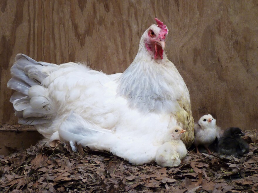 Brooding hen with chicks