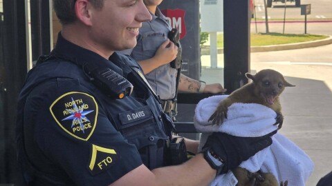 The Kinkajou rescued outside a pizza restaurant Thursday by North Richland Hills police officer Dylan Davis.