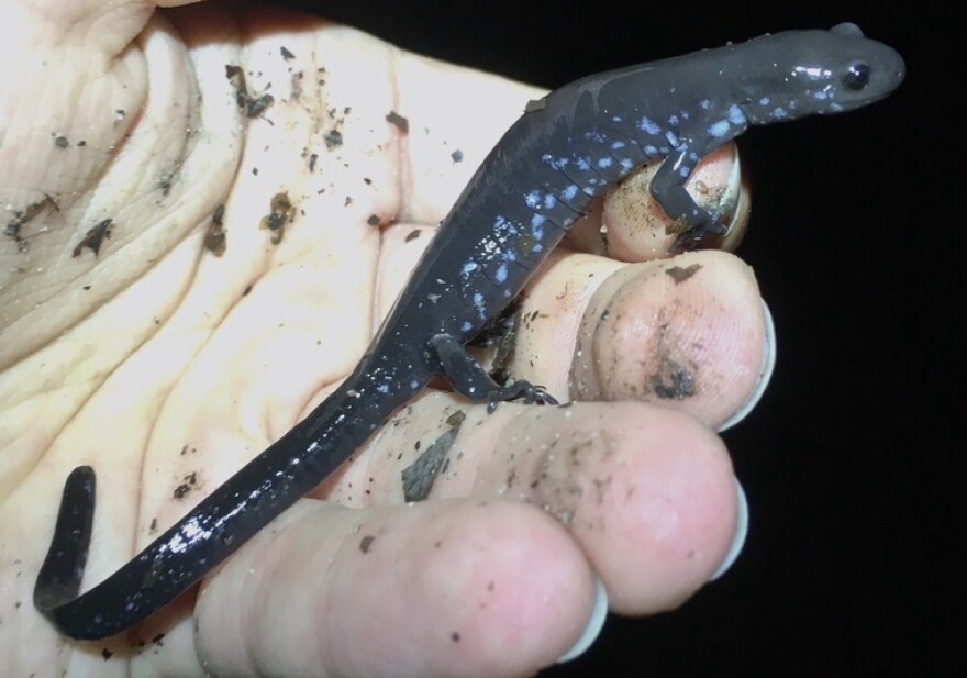 Blue-spotted salamander