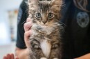 Woman holds kitten