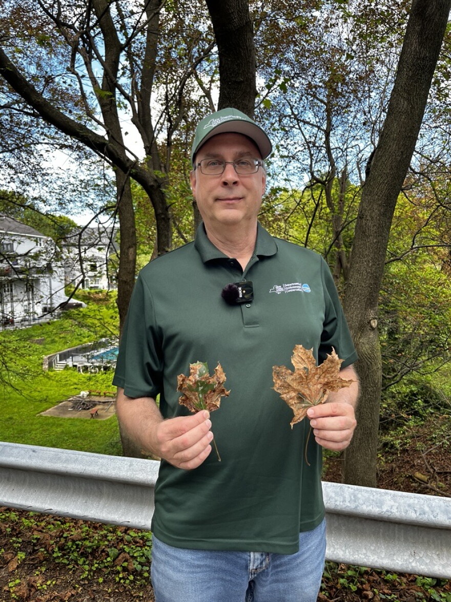 Regional DEC forester Tim Wenskus shows two Norway maple leaves infected with tar spot.