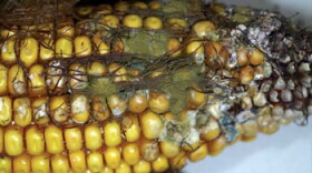 Aflatoxin infected corn