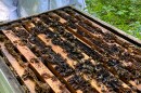 A look under the hood of the apiary reveals the frames where the bees make their honey.