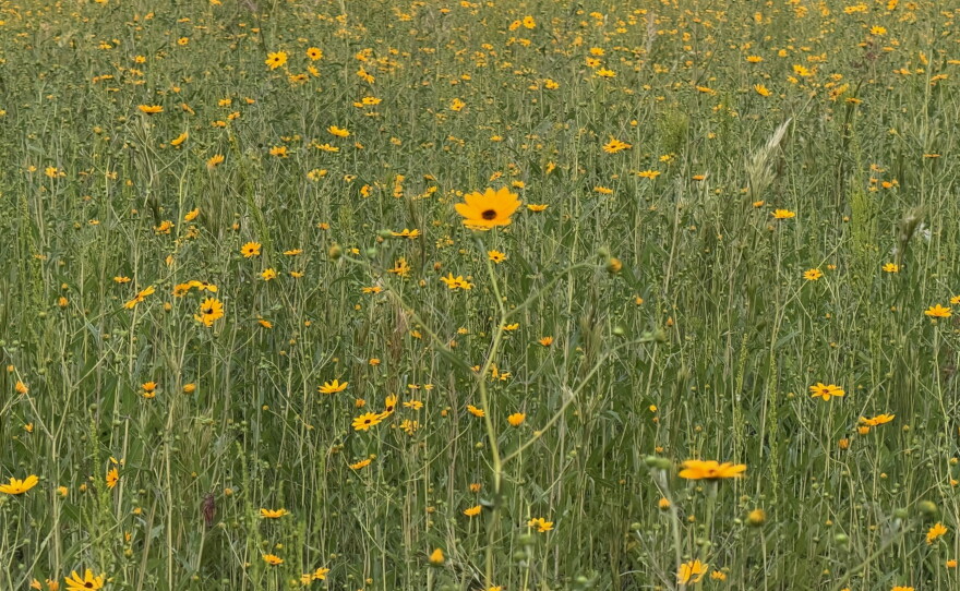 Acres and acres of Collier County Conservation Pepper Ranch Preserve are transformed into a sea of gold each October as the native wildflowers known as Southeastern sunflowers reach full bloom. As you travel to the sunflower fields spot deer, turkey, hawks, sandhill cranes and members of the resident cattle herd that call Pepper Ranch Preserve home.
