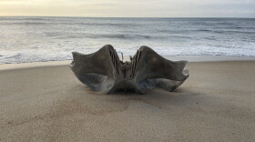 A large portion of a Humpback whale skull was found on the beach at Cape Hatteras National Seashore.