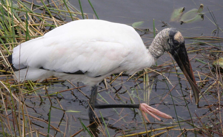 Wood Stork
