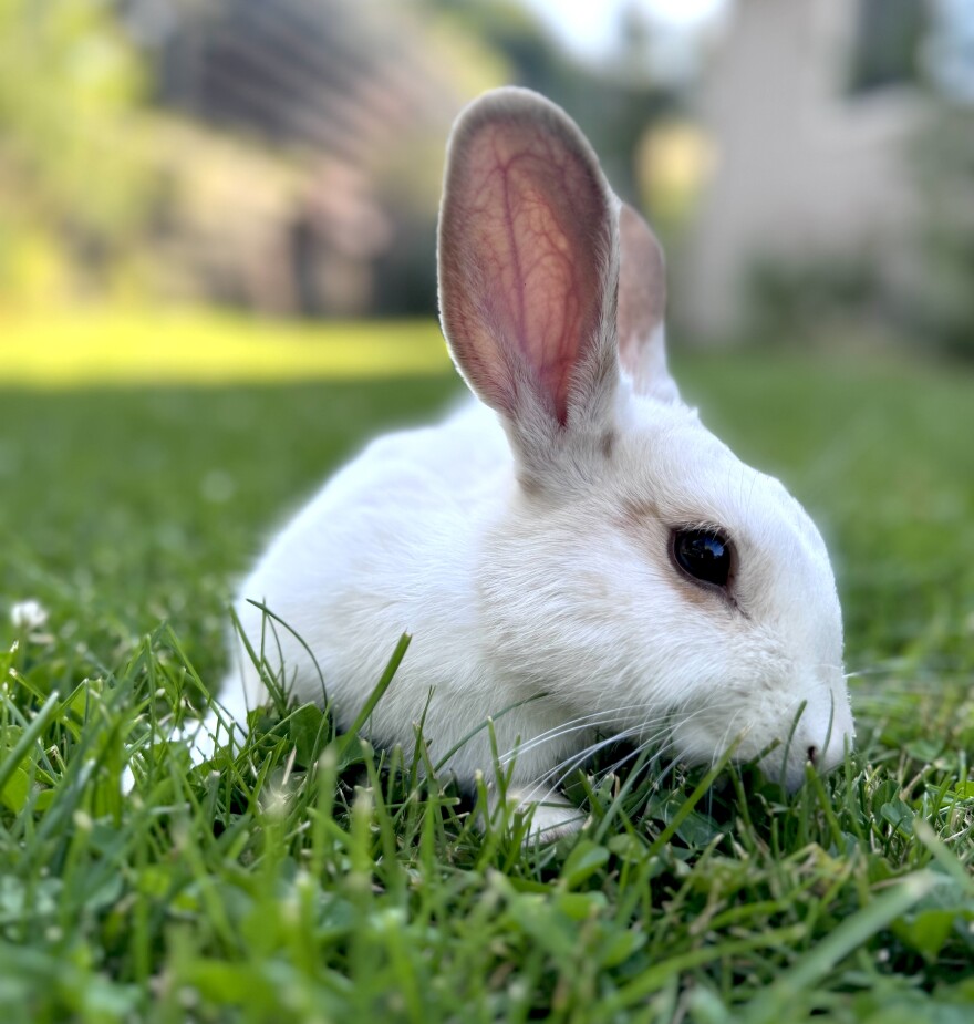 A close up of a white rabbit with black eyes in grass.