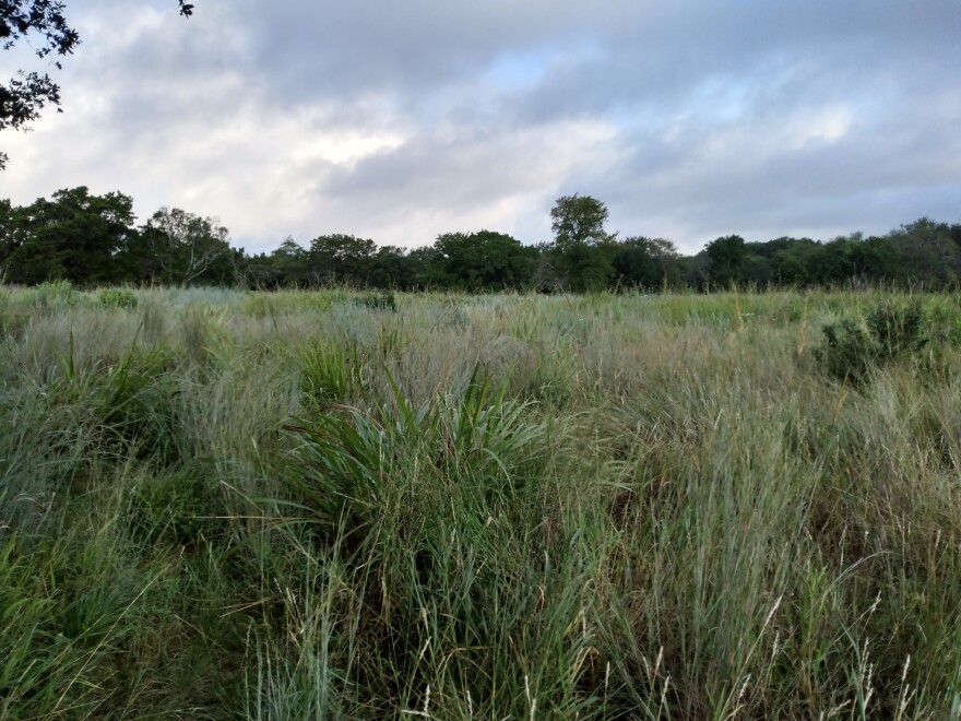 This relic savanna at Hardberger Park is a mosaic of grass, woody shrubs, and trees.