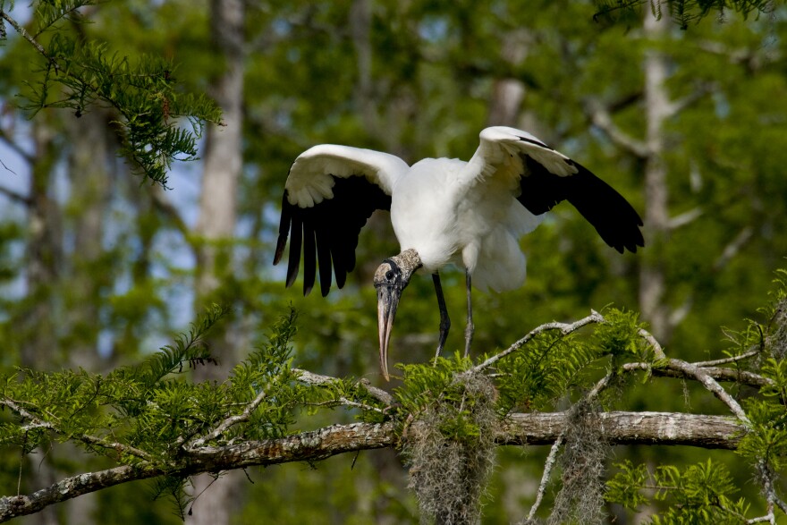 Wood stork