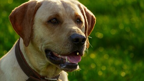 A dog takes a break outdoors.