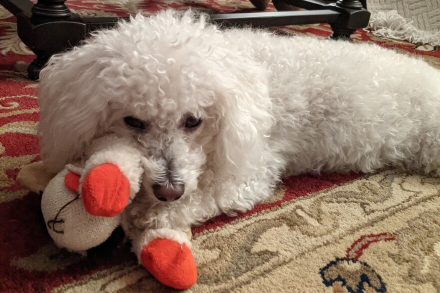 <strong>Bradley and Lamb Chop (IYKYK). Bradley loves toys and dislikes deer. </strong>Bradley's human is Avery Keatley, a production assistant for <em>Morning Edition.</em>