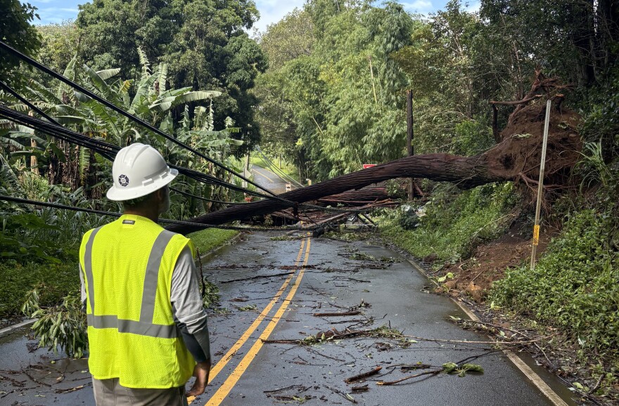 A Hawaiian Electric worker looks at a fallen tree and damaged power line in Haʻikū on Aug. 17, 2026.