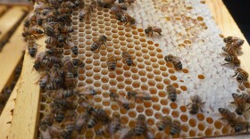 Honeybees fan honey to reduce the water content before capping each cell with wa