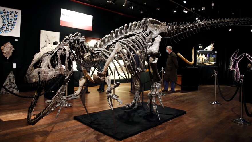 A skeleton of an <em>Allosaurus</em> on display at Drouot auction house in Paris in October. A new theory says the dinosaurs were killed by a comet fragment that originally came from the edge of the solar system. [Thibault Camus / AP]