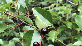 Finding a way to enjoy wild black cherries (Prunus serotina)