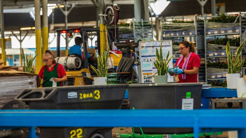 Florida Amendment 2 Raises Rural County Revenue Concerns