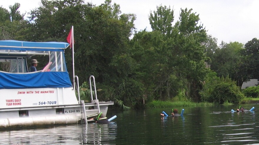 Tours offering the chance to "swim with the manatees" are a major part of Crystal River's economy. Some advocates worry that this kind of ecotourism disturbs manatees when they need to be resting.