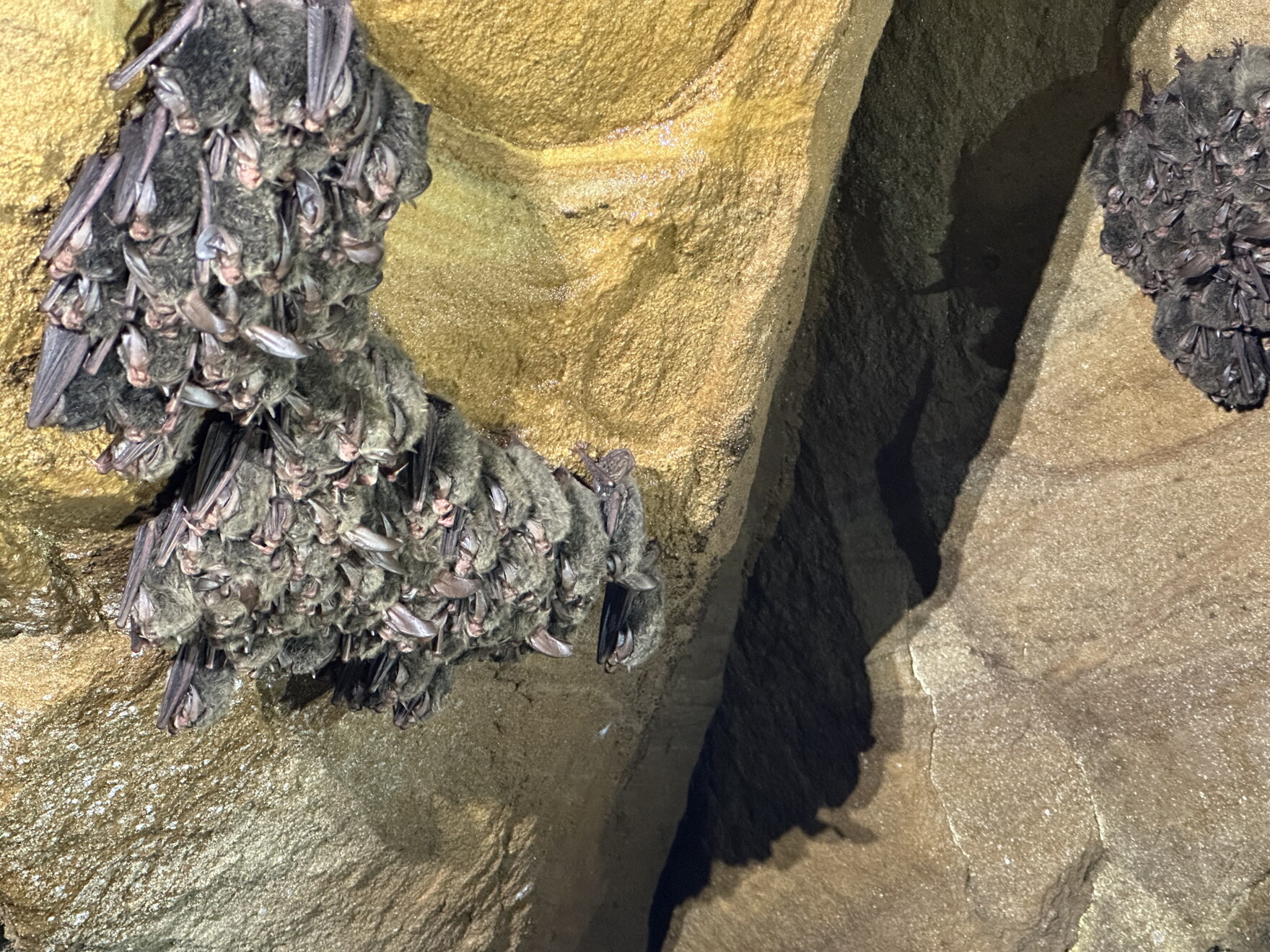 Thomas Bat Rare bat species found at Mammoth Cave helping in the fight against ...