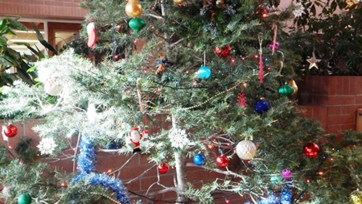 Coconino National Forest Christmas Tree Permits 2022 Christmas Trees Provide Opportunities For Thinning N. Ariz. Forests