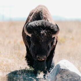 A bison roams in Montana's CSKT Bison Range. Photo by Yohan Marion via Unsplash.com.
