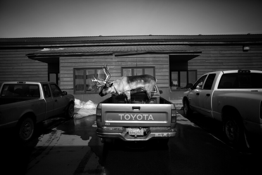 Velvet Eyes — a pet reindeer belonging to Carl Emmons — stands in the back of a pickup truck outside a market and gas station in Nome, Alaska. <em>From the story "<a href="http://www.npr.org/sections/pictureshow/2013/05/28/186447722/dashing-through-the-snow-with-a-reindeer-in-a-pickup-truck" target="_blank">Dashing Through The Snow ... With A Reindeer In A Pickup Truck</a>," 2013.</em>