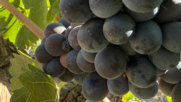 Columbia Basin red wine grapes hang nearly ready to harvest on Aug. 21, 2025.
