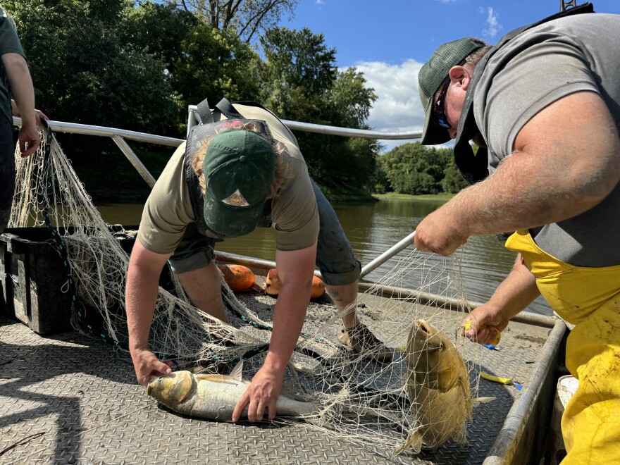 “Doubles!” said Adam McDaniel, right, an aquatic resource scientist and boat operator for the Missouri Department of Conservation, as two silver carp were pulled out of the water.