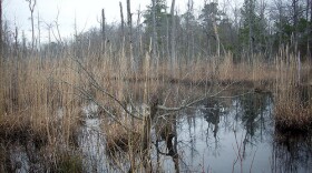 Wetlands in eastern North Carolina.