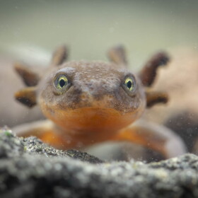 A Mazama newt photographed in Crater Lake National Park, Oregon.