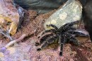 A Tasmanian Whip Spider inside the Grand Traverse Butterfly House and Bug Zoo.