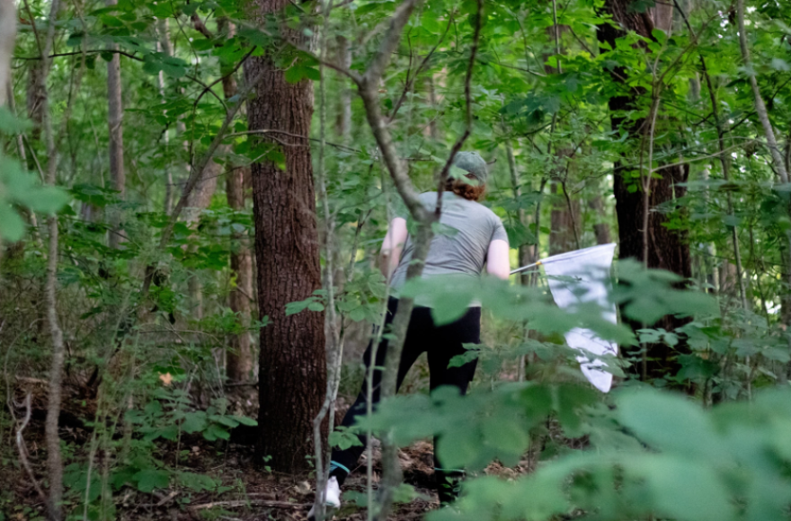 Citizen scientist Aleia Devore scouts for fireflies at the Ray Harral Nature Center in Broken Arrow, Okla.
