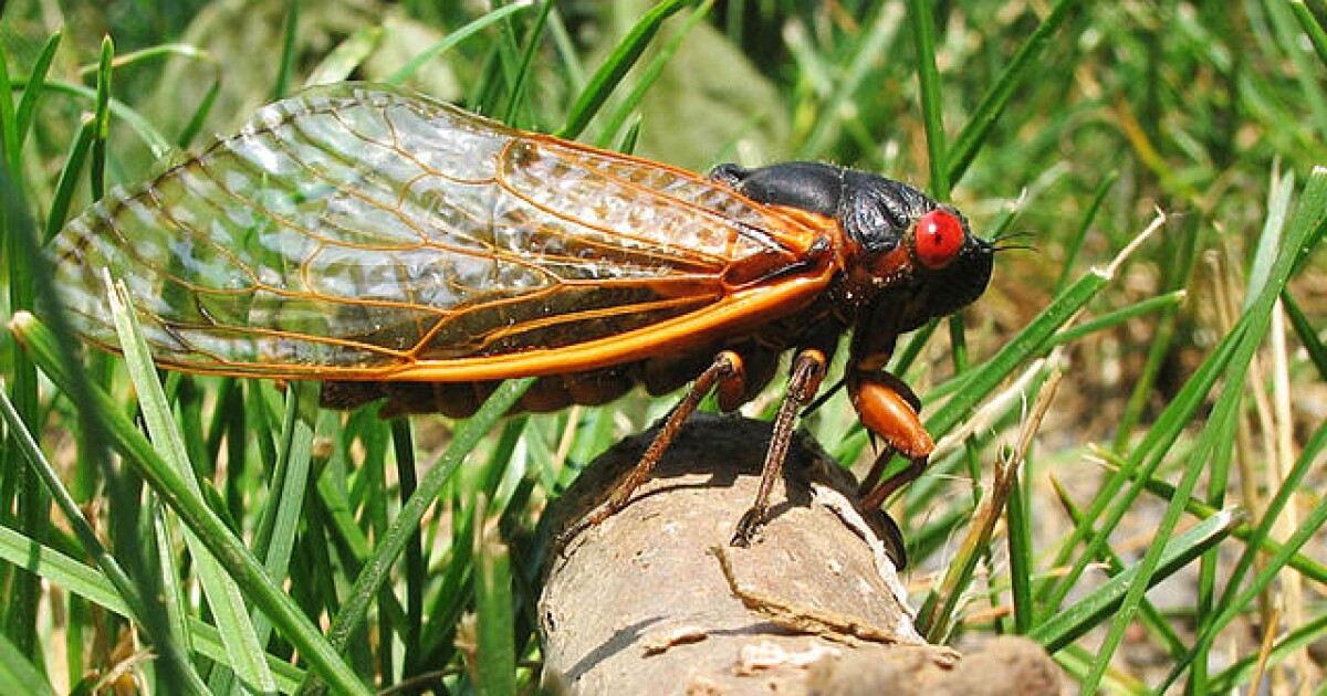 Cicadas Likely To Emerge Soon In Michigan WKAR Public Media