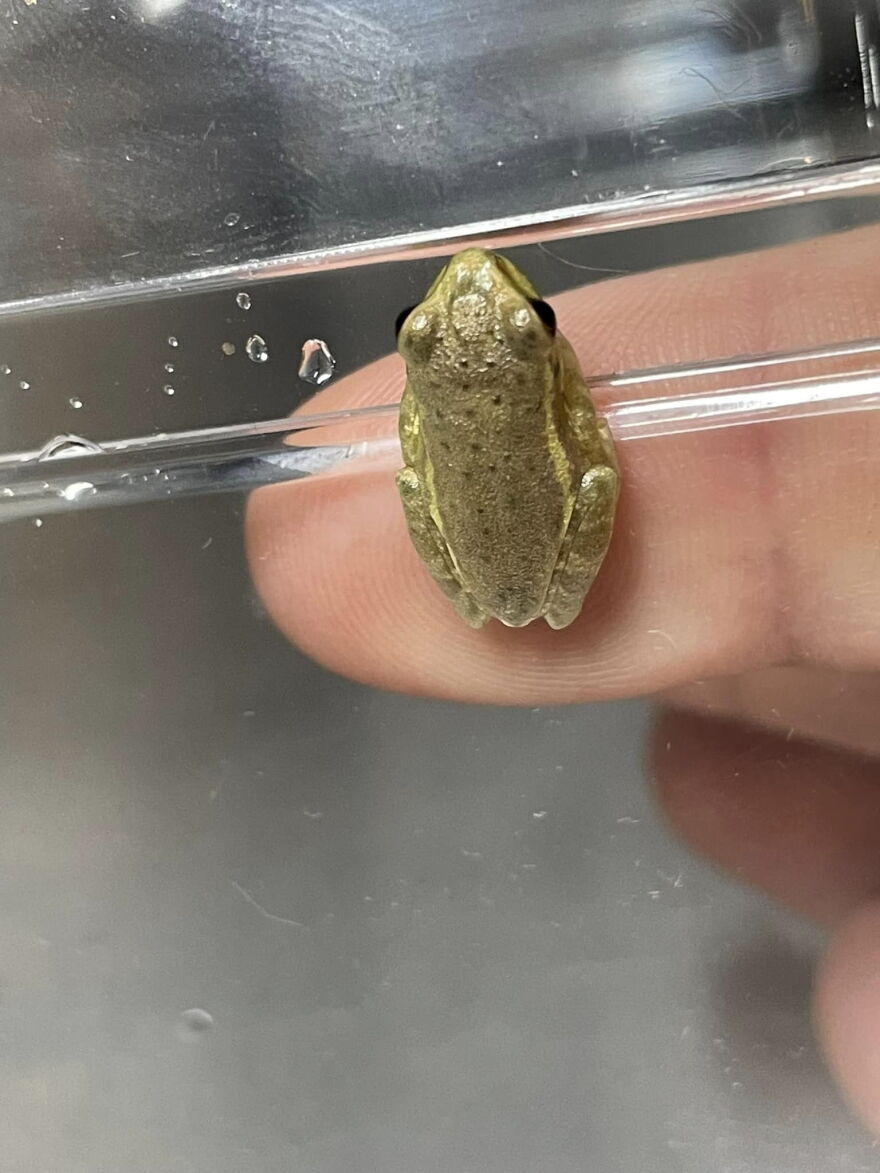 A tiny froglet found in North Carolina after hitchhiking in someone’s car who had come to the state from Florida turned out to be considered an invasive species in the Tarheel state.