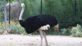 Scientists had assumed that all ratites had a common, flightless ancestor on supercontinent Gondwana.