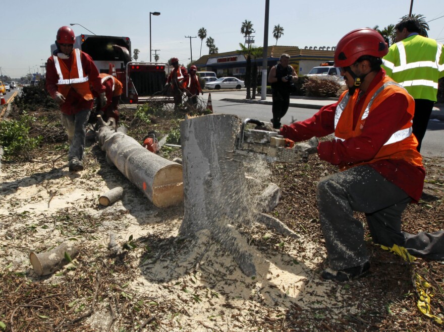 Workers remove a tree from a median in the middle of Manchester Boulevard in Inglewood, Calif., on Sept. 4 to make room for Endeavour.