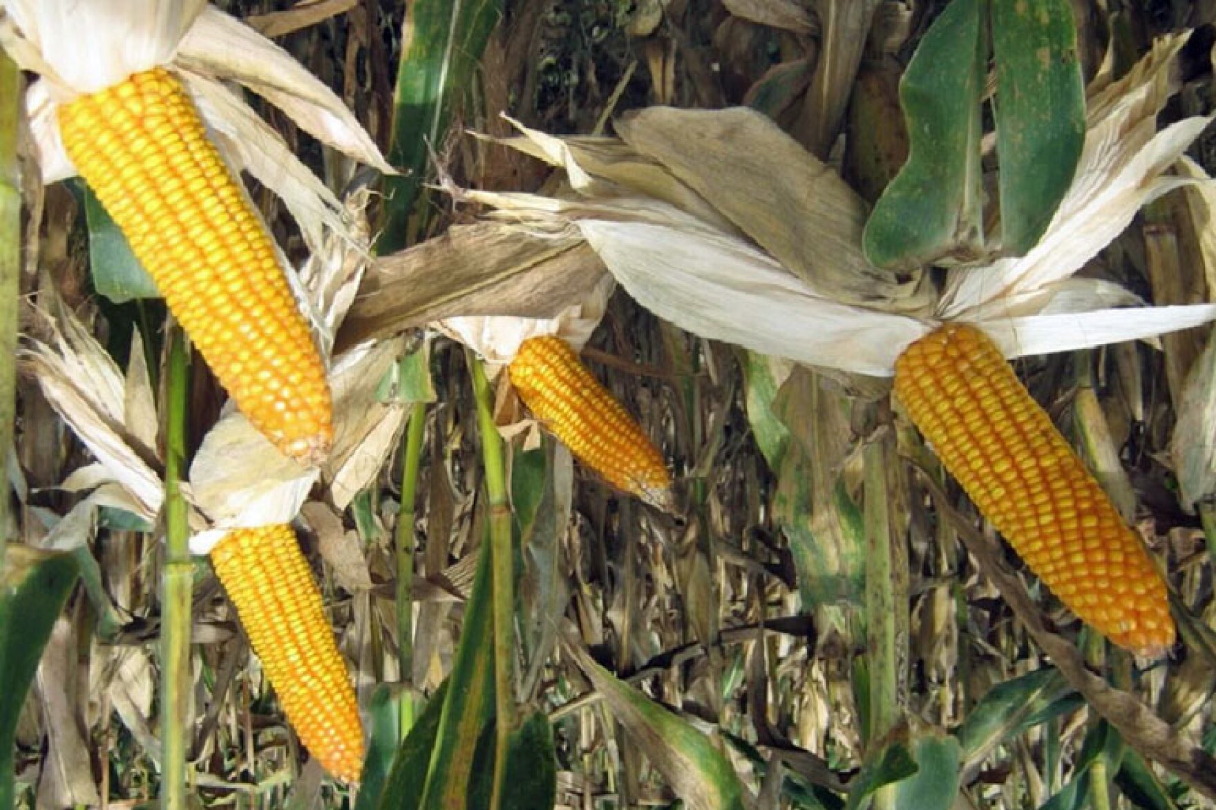 Expected bumper crop has price of corn dropping HPPR