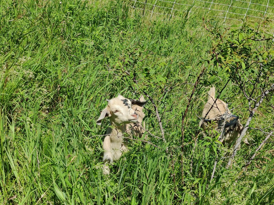 Two young goats enjoy a meal of autumn olive - an invasive shrub native to Asia. (Patrick Shea - Interlochen Public Radio)