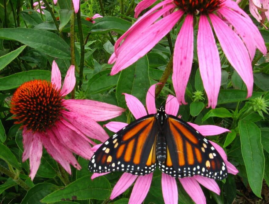 Coneflowers