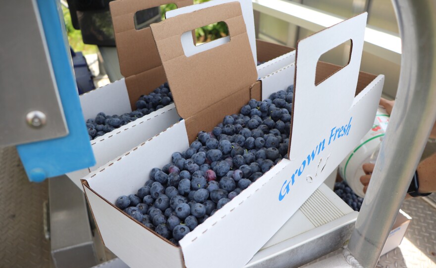 Volunteers and NC State cooperative staff worked together to pick more than 700 pounds of Blueberries on Friday, May 24.