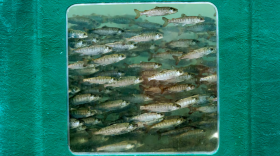 Tanks filled with thousands of Coho salmon at the Melvin R. Sampson Coho Hatchery in Ellensburg, Wash., Dec. 1, 2021.