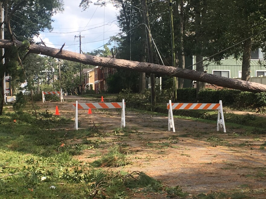 A tree knocked down a powerline during the storm