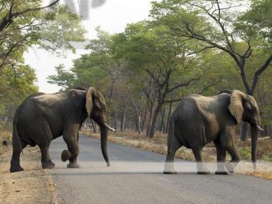 Elephants cross the road at Hwange National Park, Zimbabwe, not far from where an elephant crushed a man to death on Friday.