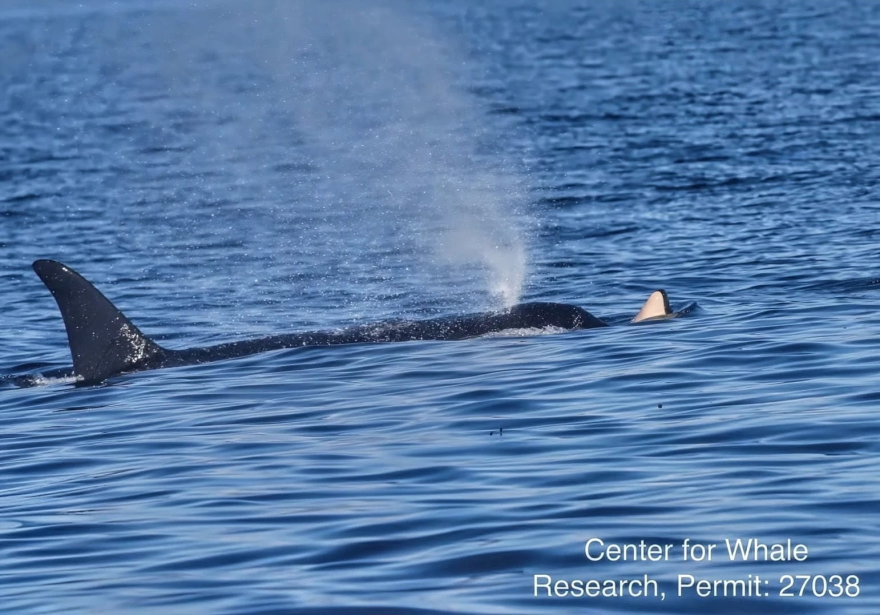 Endangered southern resident killer whale J31 surfaces with a dead calf on her snout on Oct. 3, 2026.