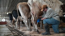 Nick Armato prepares a cow for milking at Ronnybrook Farm, which uses pasteurization, in Ancramdale, N.Y., on April 22, 2026.