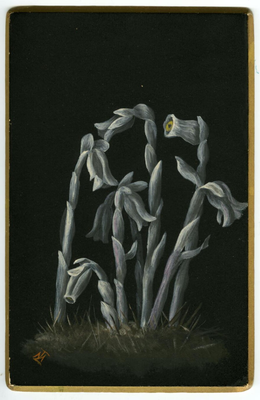 A painting of a grey-toned ghost flower done by Mabel Loomis Todd with a gold border.