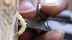 In this Oct. 26, 2011 file photo, an emerald ash borer larvae is removed from an ash tree in Saugerties, N.Y. On Thursday, Sept. 14, 2017, the International Union for the Conservation of Nature said five prominent species of ash tree in the eastern U.S. have been driven to the brink of extinction from years of lethal attack by the ash borer beetle. (Mike Groll/AP)