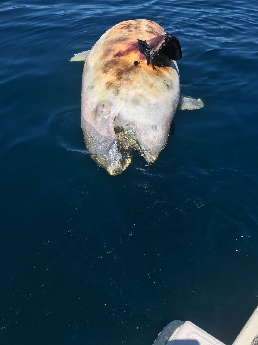 The body has deteriorated quite a bit since it was first spotted, but it's hoped a genetic analysis of any available remnants can help scientists learn more about this orca.