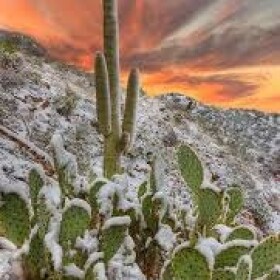 arctic_cactus.jpg