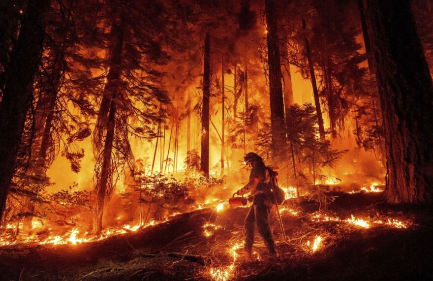 A firefighter uses a drop torch to burn vegetation while trying to stop the Park Fire near Mill Creek in Tehama County, California on Wednesday, Aug. 7, 2024.