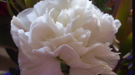 According to the Farmers' Almanac, carnations are the traditional flower symbolizing motherhood. White carnations symbolize pure and unconditional love.